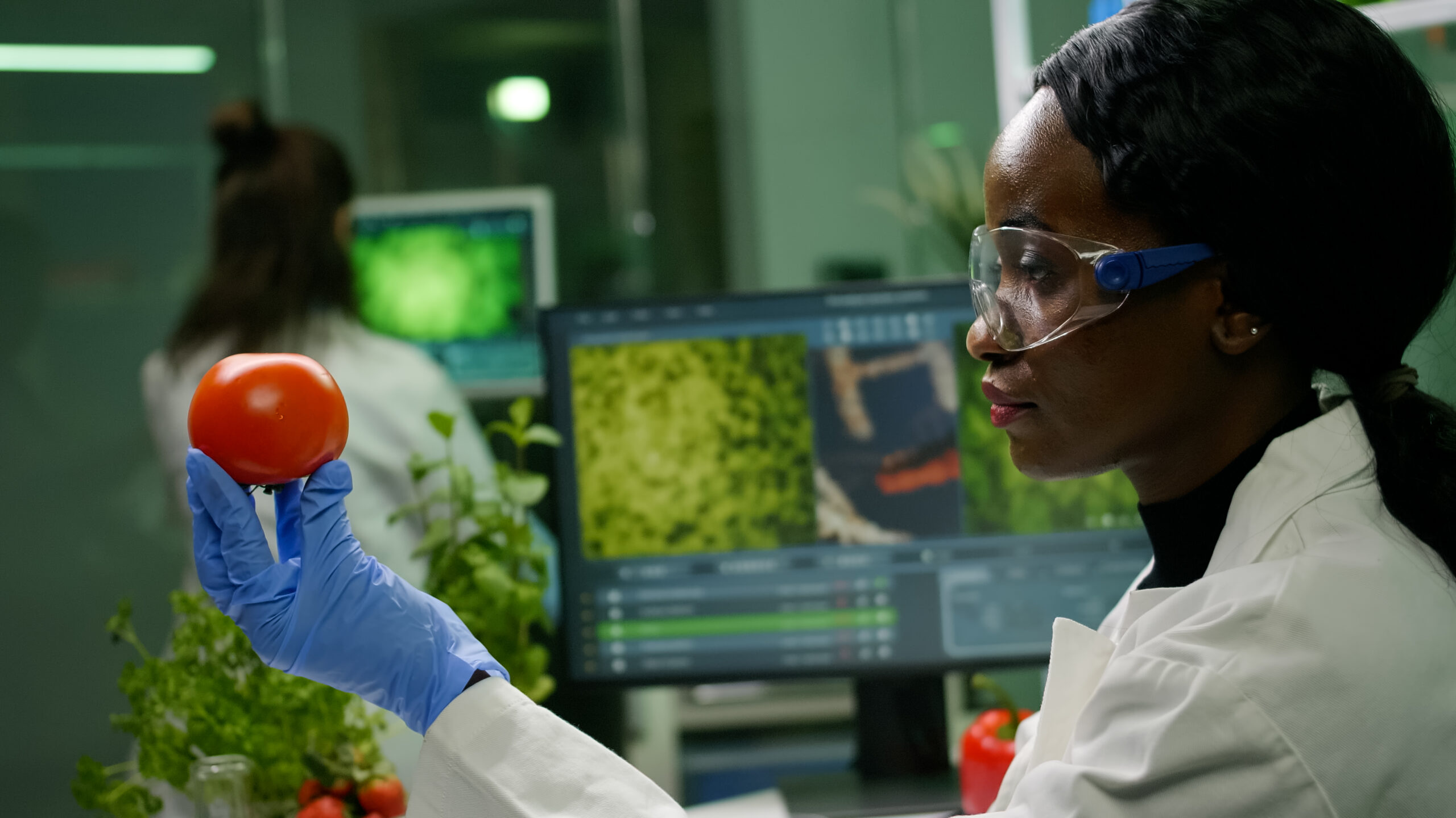 african scientist woman looking at tomato while her collegue typing dna test
